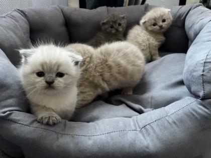 BKH Kitten