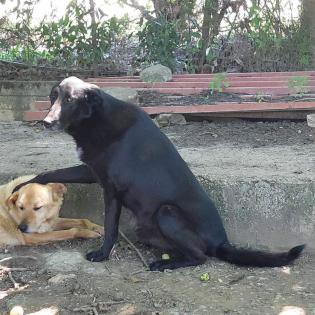 Flint sucht ein Zuhause