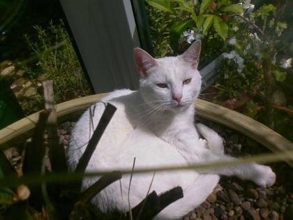 Weisse Katze entlaufen - Klara wird sehr vermisst - Belohnung fuer Fund