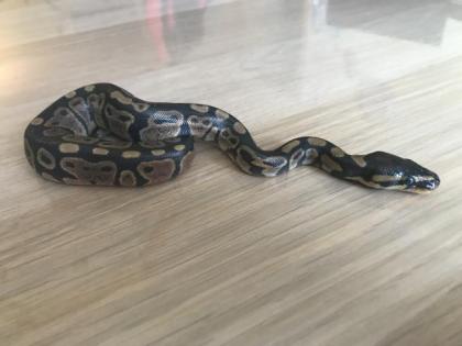 Granite Yellowbelly Enchi het Piebald 6 male