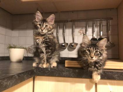 Reinrassige Maine Coon Kitten mit Stammbaum sind auf der Suche.