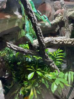Terrarium und Varanus prasinus männchen