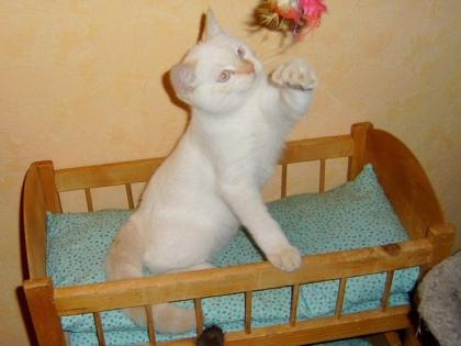 Wunderschöner Britisch-Kurzhaar-Kater m. P. , 4 Monate alt