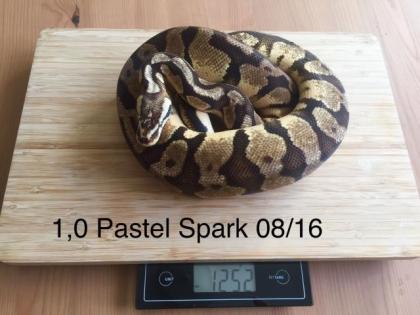 Königspythons zu verkaufen