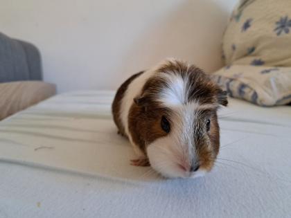 Meerschweinchen Komplettset, 2 Meerschweinchen Käfig Transportbox etc