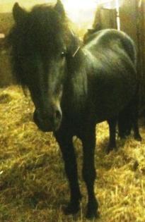 Ponyhengst sucht dringend neues Zuhause