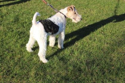 Drahthaar Foxterrier Rüde 5 Monate.
