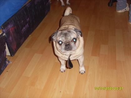 Hallo verkaufe ein fast 4 jahre alten mops rüden