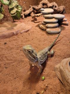 Zwergbartagamen Adult Pogona Henrylawsoni Pärchen mit Terrarium