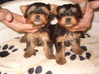 Yorki welpen