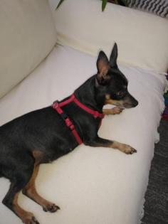 Zwergpinscher