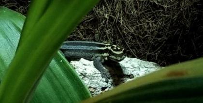 ZwergTaggeckos - Lygodactylus Kimhowelli Zwergstreifengeckos abzugeben.