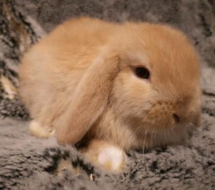 MiniLop, Zwergwidder, Kaninchen, NHD, Hase