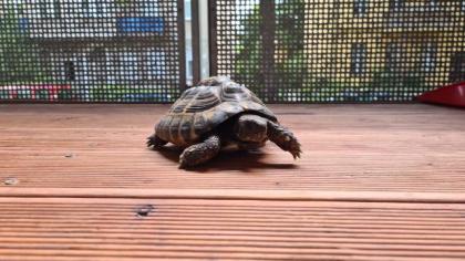 Griechische Landschildkröte abzugeben