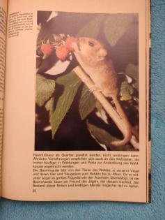 Tierbuch Freilebende Tiere unserer Heimat Heinz Sielmann