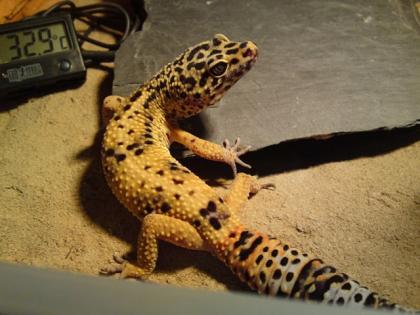 1, 3 Leopardgeckos und 2 Terrarien abzugeben auch einzeln
