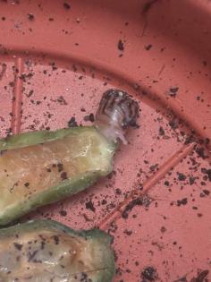 Achatschnecken achatina reiculata