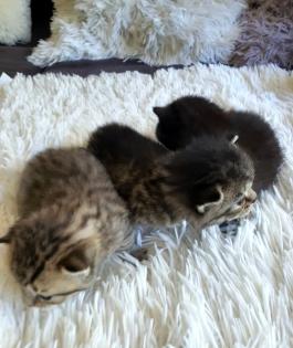 Süsse reinrassige Bkh Kitten