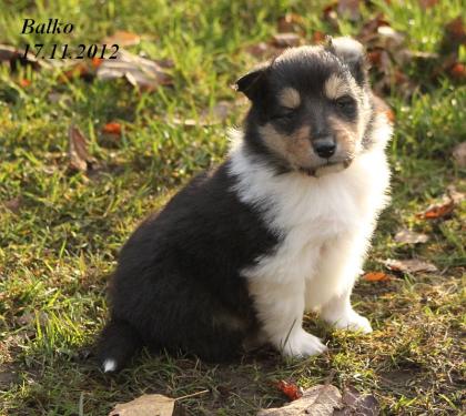 Wir haben Colliewelpen in darksabel tricolour Papiere VDH / CfbrH