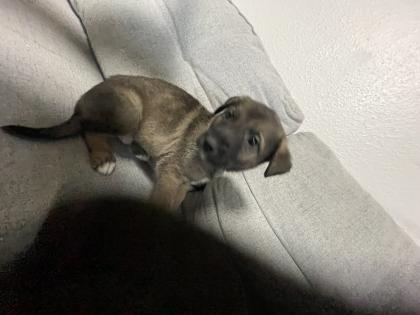 11 Süße Malinois Welpen suchen ein neues Zuhause