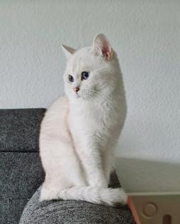 Deckkater BKH mit Stammbaum