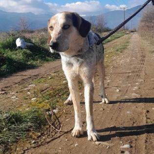 Rick / Status sucht ein Zuhause