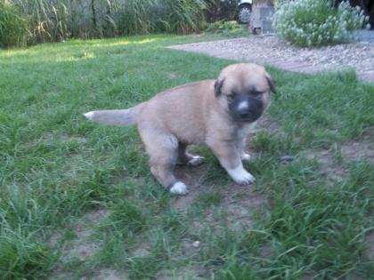 Kangal germanischer Bärenhund Welpen