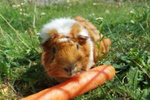 MÄXCHEN - männlich 5 Jahre Meerschweinchen Kastriert