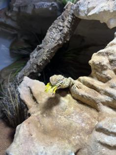 Zwergbartagame mit Terrarium