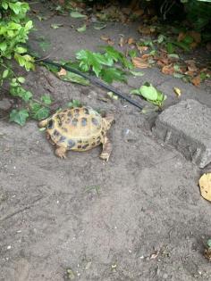 Landschildkröte w 35 Jahre Russisch Horsfildi Vierzehen in liebevolle Hände