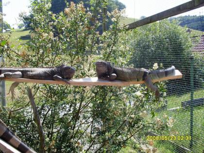 Breitrandschildkröten, Testudo marginata, eigene Nachzucht 2022.