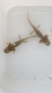 Axolotl Jungtiere
