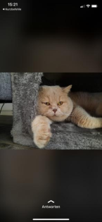 Timmo bkh ist ein deckkater