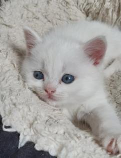 Bkh Kitten, Katzenbabys, weiß, blue, blue tortie