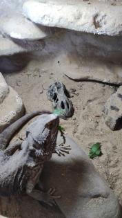 Bartagame samt Terrarium