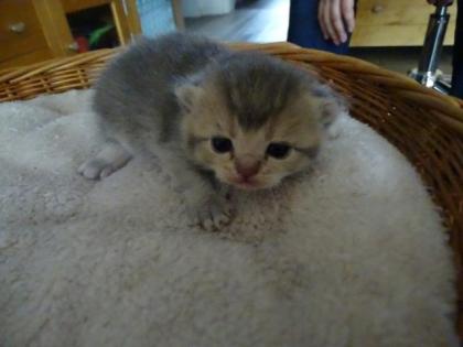 BKH Kitten o. P.