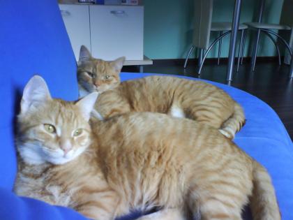 CHUCK AND LARRY