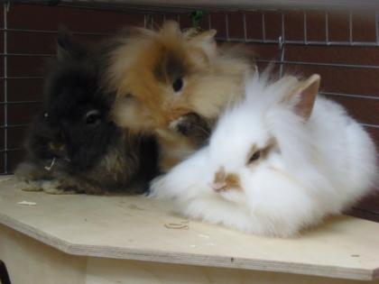 3 süße Kaninchen, ca. 7 Mon. alt in liebevolle Hände abzugeben auch einzeln
