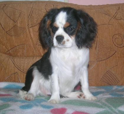 Cavalier King Charles Spaniel
