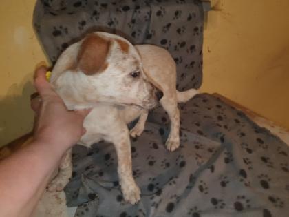Australien Cattle Dog Mix, Texas Heeler, Australien Cattle dog x Shepard