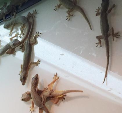 Hausgeckos Stück 7Euro