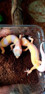 Leopardgeckos verschiedene Farbformen