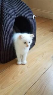 Wunderschöne Ragdoll-Kätzchen,