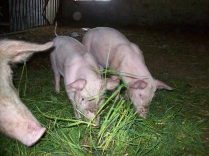 Zuchtsäue zu verkaufen Landschwein