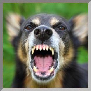Hundephysiotherapie, mobile Hundeschule, Problemhundetherapie, Fotoshootings
