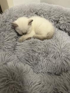 BHK KITTEN ABZUGEBEN DRINGEND