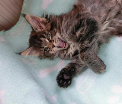 Tolle Maine Coon Kitten, mit schönen Luchspinseln