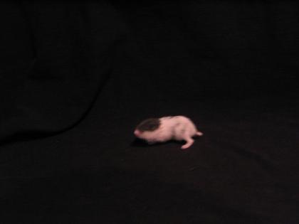 Dsungaren, Campbell und Teddyhamster