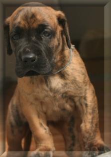 Deutsche Doggen Welpen