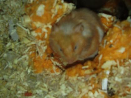 Supersüßes Teddyhamster-weibchen zu VERSCHENKEN
